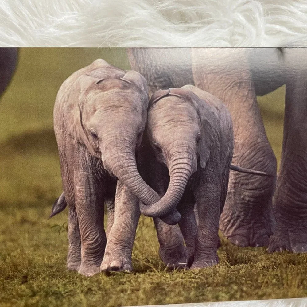 20 Assorted Cards Wild Animal blank inside